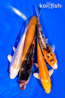 PACK OF (5) 3-4" MIXED STANDARD KOI