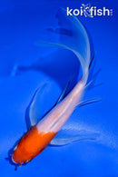 5.5" KOHAKU BUTTERFLY