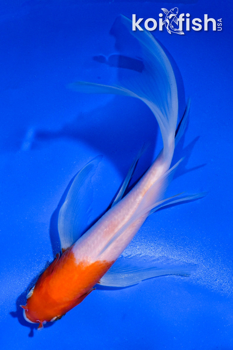 5.5" KOHAKU BUTTERFLY