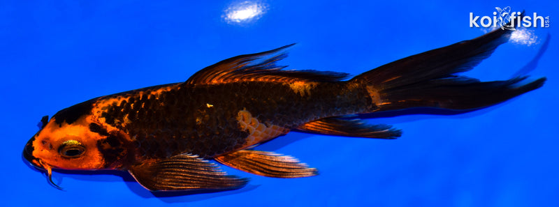 6.75" KIN HI UTSURI BUTTERFLY