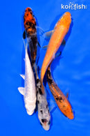 PACK OF (5) 3-4" STANDARD KOI