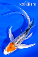 4.75" YAMATO NISHIKI BUTTERFLY