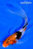 5.5" SANKE BUTTERFLY