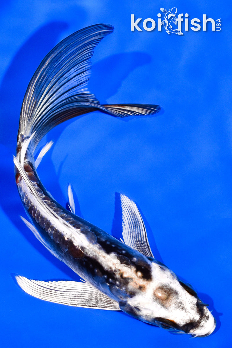 5.5" KIKOKURYU BUTTERFLY