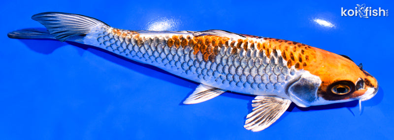 8" BENI GINGA