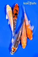 PACK OF (5) 3-4" MIXED STANDARD KOI