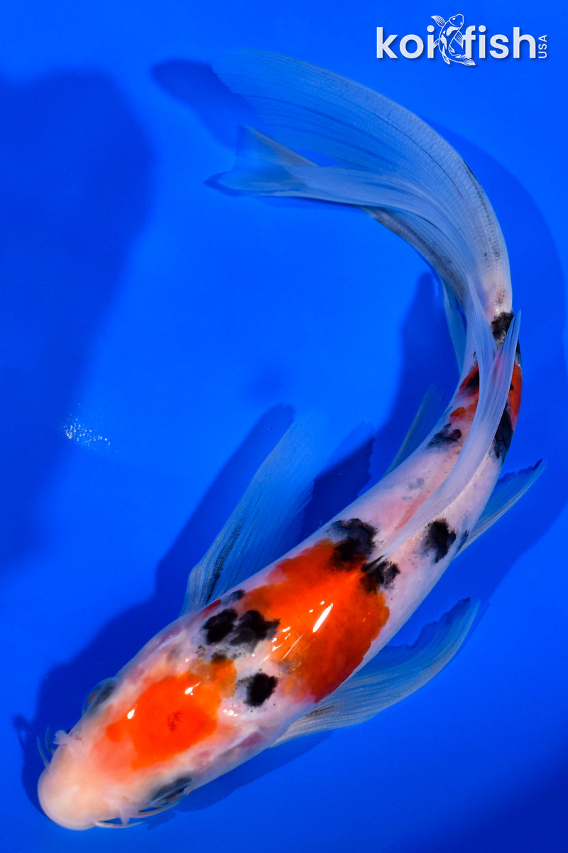 7" SANKE BUTTERFLY