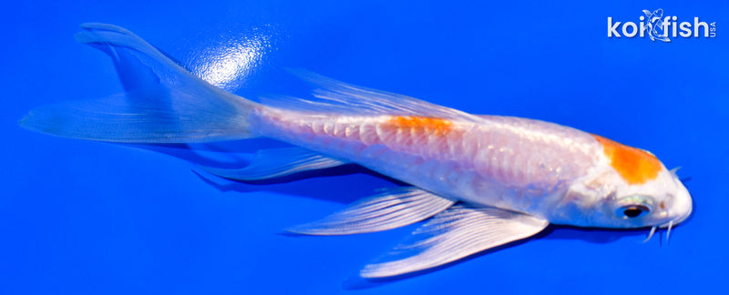 5.25" ARAGOKE HARIWAKE BUTTERFLY