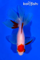 5" MARUTEN WATONAI GOLDFISH