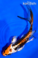 5.25" BENI KIKOKURYU BUTTERFLY