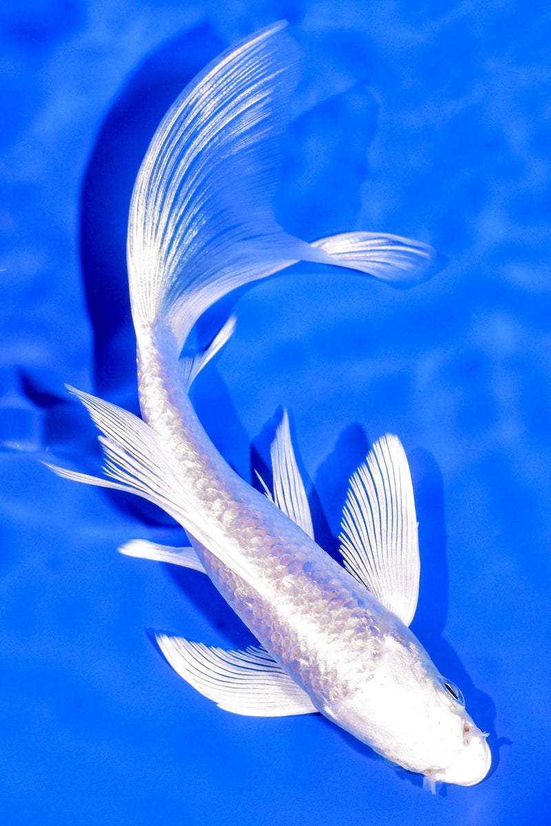 5.75" GINRIN PLATINUM OGON BUTTERFLY