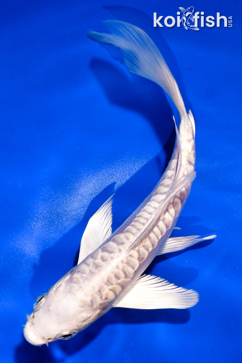 5.5" ARAGOKE PLATINUM OGON BUTTERFLY