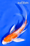 5.25" GINRIN KIKUSUI BUTTERFLY