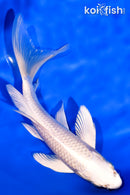 6.25" PLATINUM OGON BUTTERFLY