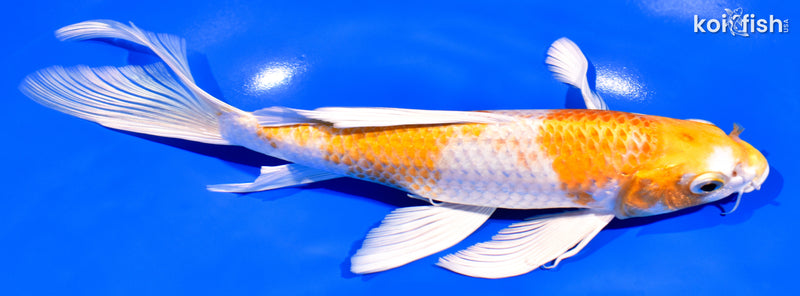 8.25" HARIWAKE BUTTERFLY