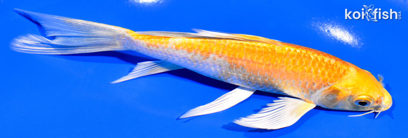 7" HAARIWAKE BUTTERFLY