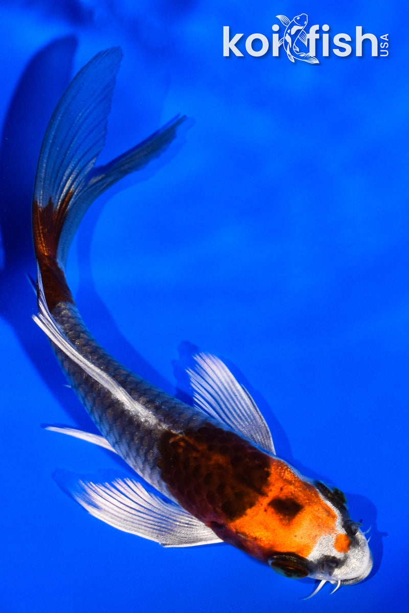 4.25" KUJAKU BUTTERFLY