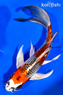 7.75" KUJAKU BUTTERFLY