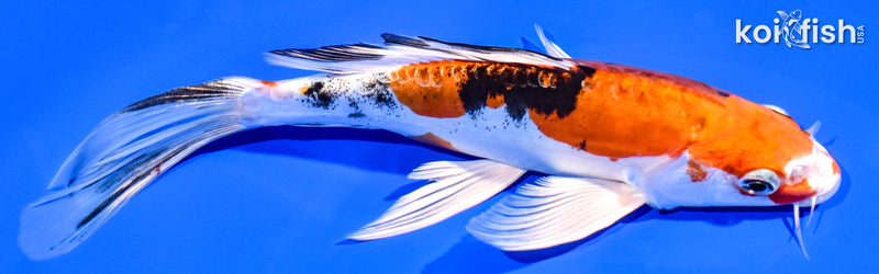 7.5" HEISEI NISHIKI BUTTERFLY