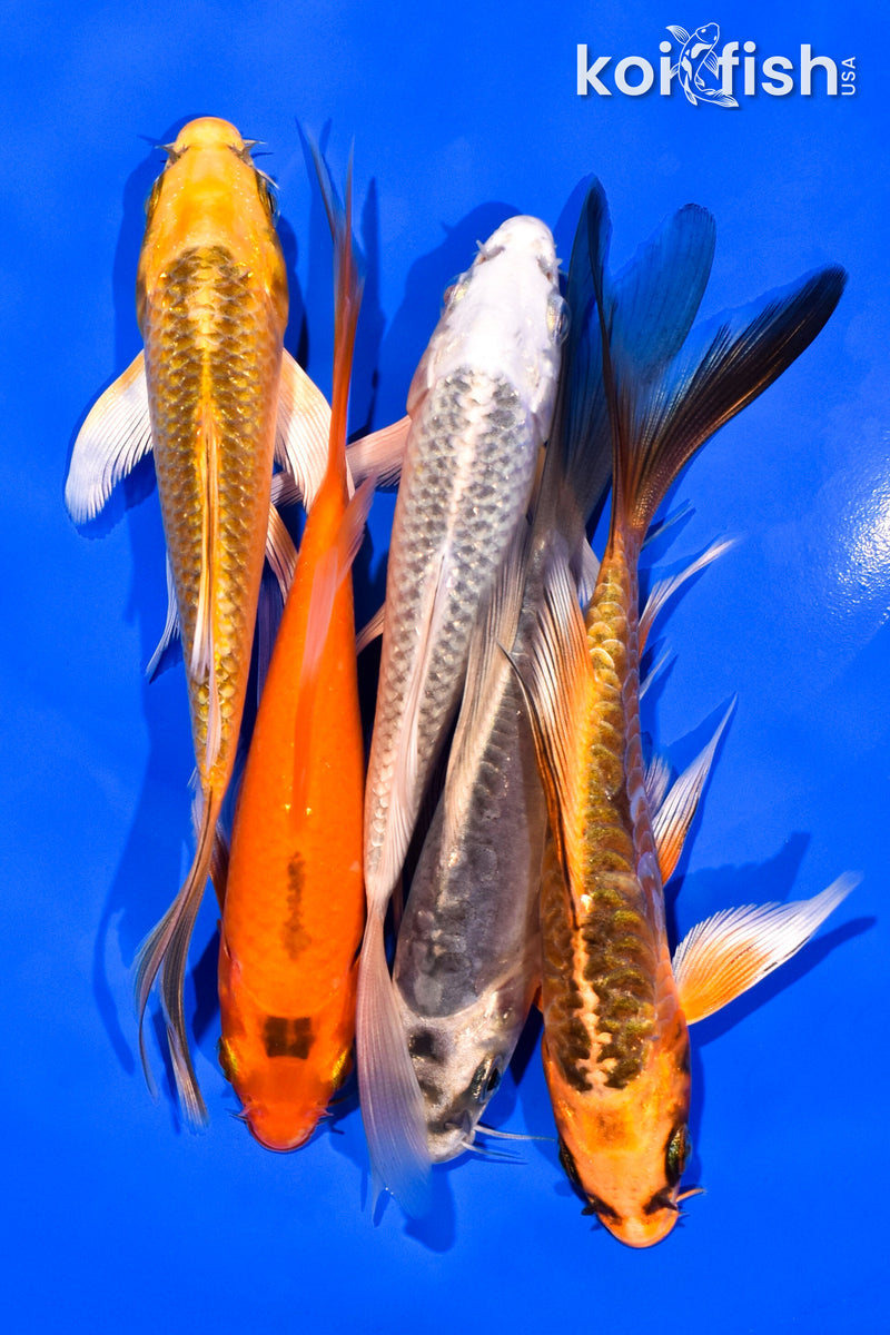 PACK OF (5) 5-6" BUTTERFLY KOI