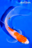 5.5" KOHAKU BUTTERFLY