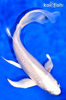 8.25" PLATINUM OGON BUTTERFLY