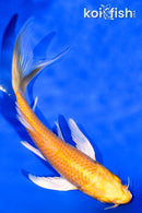 5.5" GINRIN YAMABUKI OGON BUTTERFLY