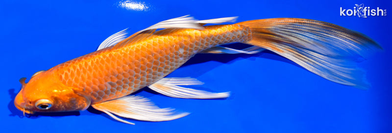 6.75" ORENJI OGON BUTTERFLY