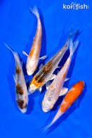 PACK OF (5) 3"- 4" STANDARD KOI