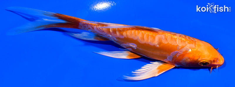 5.5" ARAGOKE ORENJI OGON BUTTERFLY