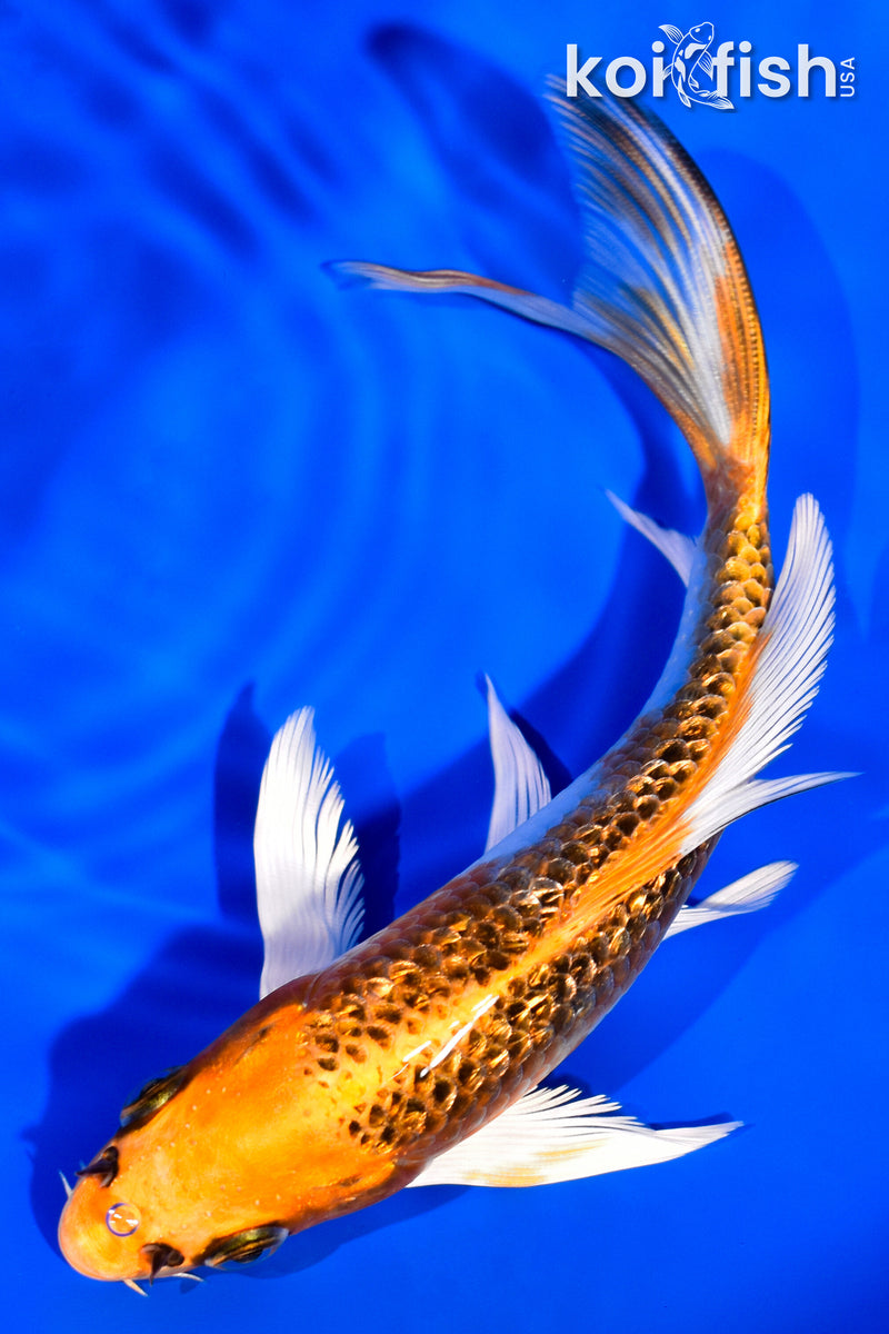 5.75" GINRIN KUJAKU BUTTERFLY
