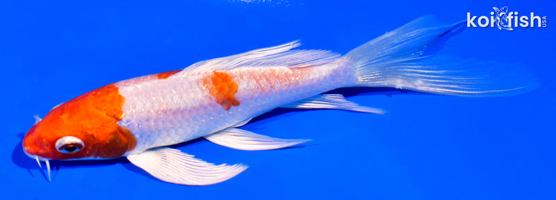 5.25" HARIWAKE BUTTERFLY