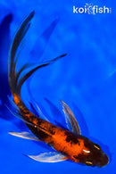 5.5" KIN HI SHOWA BUTTERFLY