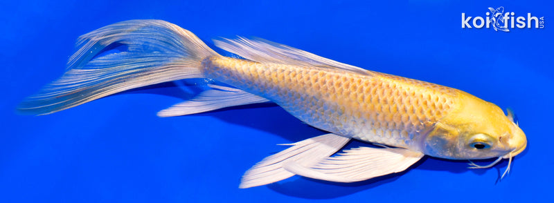 8" YAMABUKI OGON BUTTERFLY