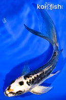 5.75" BENI KIKOKURYU