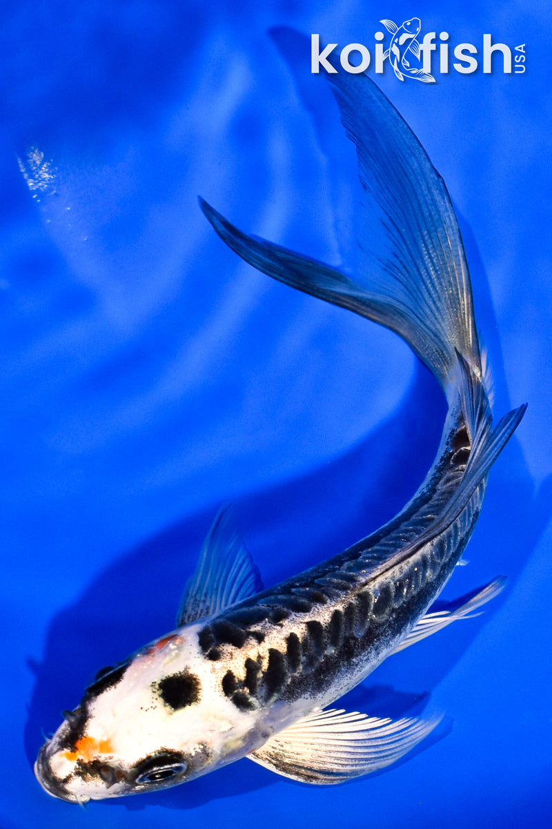 5.75" BENI KIKOKURYU