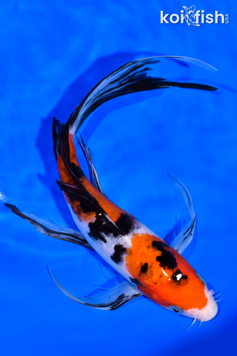 8" SANKE BUTTERFLY