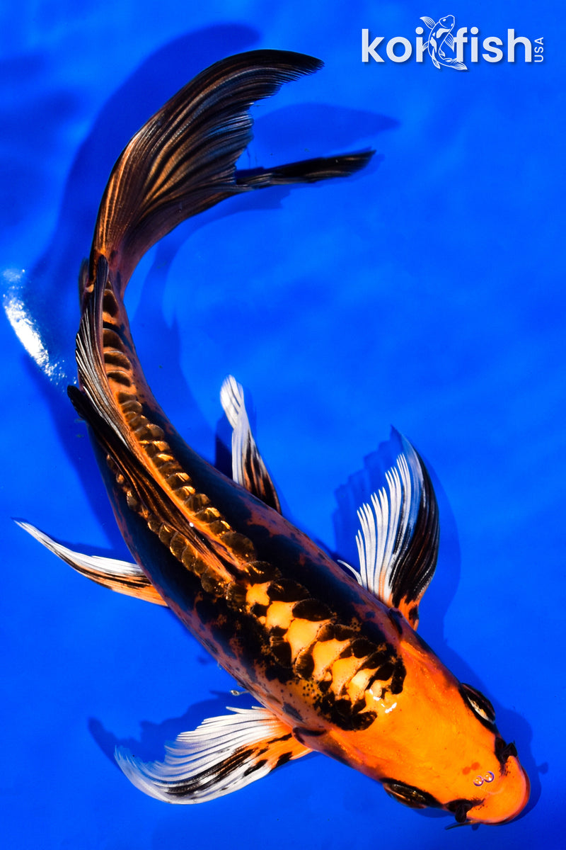 7" GINRIN DOITSU ORENJI MATSUBA BUTTERFLY