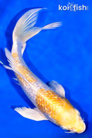 7.25" GINRIN HARIWAKE BUTTERFLY