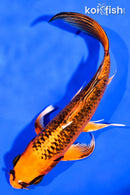 6.75" ORENJI MATSUBA BUTTERFLY