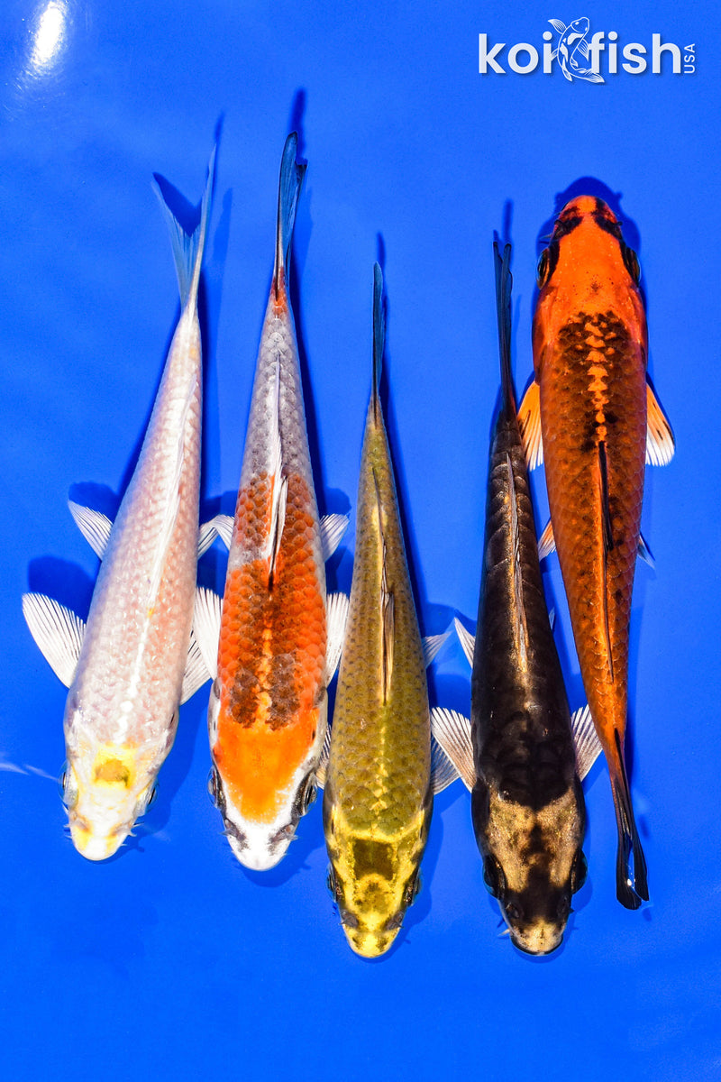 PACK OF (5) 4-5" STANDARD KOI