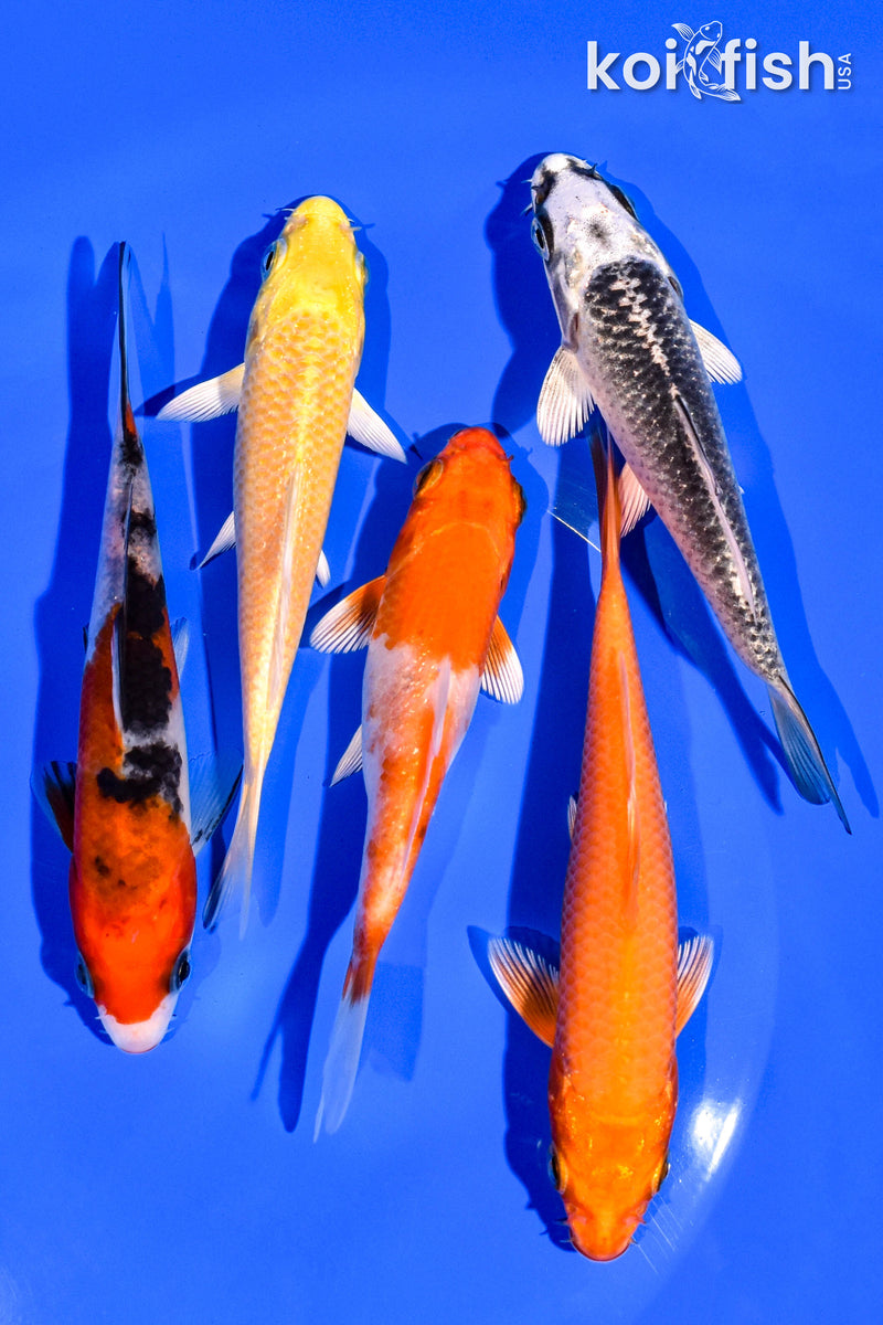 PACK OF (5) 4-5" STANDARD KOI