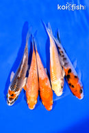 PACK OF (5) 3-4" MIXED STANDARD KOI