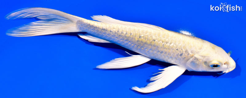 8.5" GINRIN CREAMY OGON BUTTERFLY