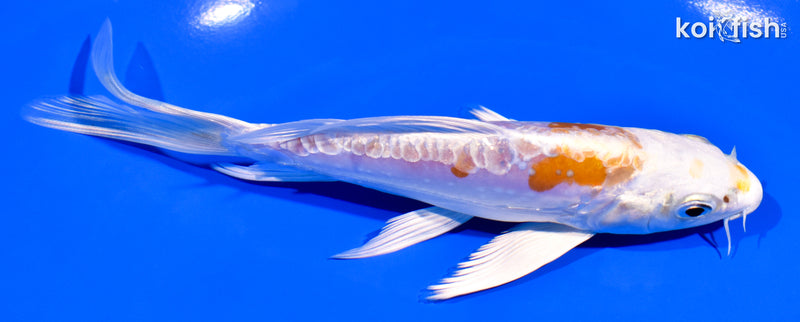 6" GINRIN KIKUSUI BUTTERFLY
