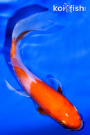 5.25" KOHAKU BUTTERFLY