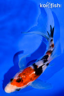 5.5" SANKE BUTTERFLY