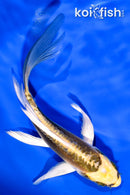 5.5" KIN KIKOKURYU BUTTERFLY