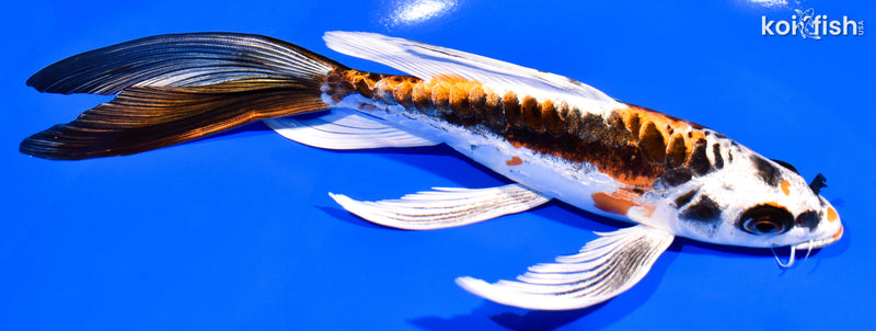 8.25" BENI KIKOKURYU BUTTERFLY
