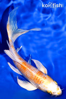 6.25" HARIWAKE BUTTERFLY